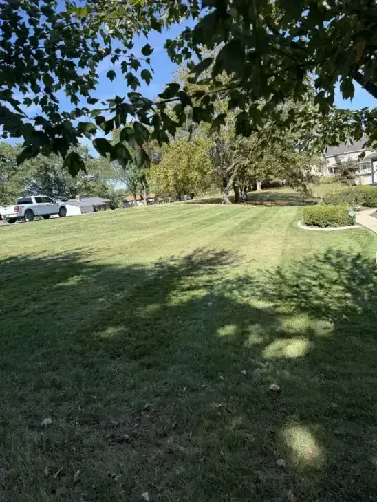 Established cool-season lawn in Lancaster, Ohio under mature trees in early fall before fall lawn fertilization