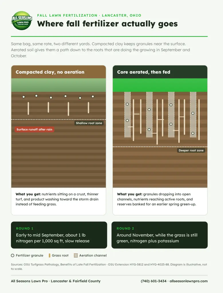 Diagram comparing fertilizer movement in compacted soil versus aerated soil during fall lawn fertilization in Lancaster, Ohio