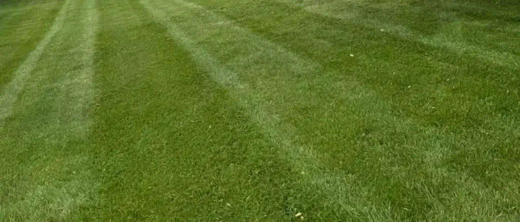 lawn fertilizer service Lancaster Ohio thick striped turf after a season of feedinglawn fertilizer service Lancaster Ohio thick striped turf after a season of feeding